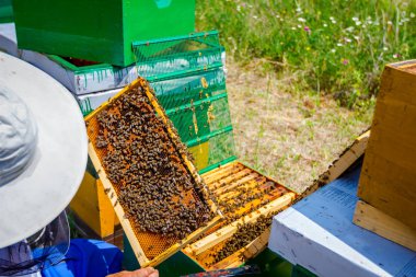 Apiarist, arıcı arılar petek ahşap çerçeve üzerinde kontrol ediyor