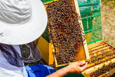 Apiarist, arıcı arılar petek ahşap çerçeve üzerinde kontrol ediyor
