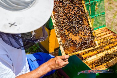 Apiarist, arıcı arılar petek ahşap çerçeve üzerinde kontrol ediyor