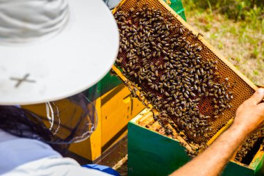 Apiarist, arıcı arılar petek ahşap çerçeve üzerinde kontrol ediyor