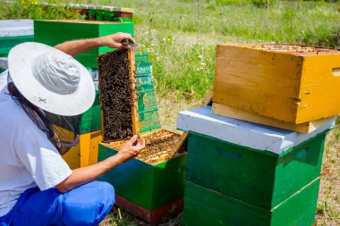Apiarist, arıcı arılar petek ahşap çerçeve üzerinde kontrol ediyor