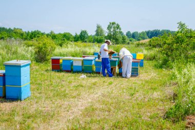 İki apiarists, arıcılar arılar petek ahşap üzerinde kontrol ediyor 