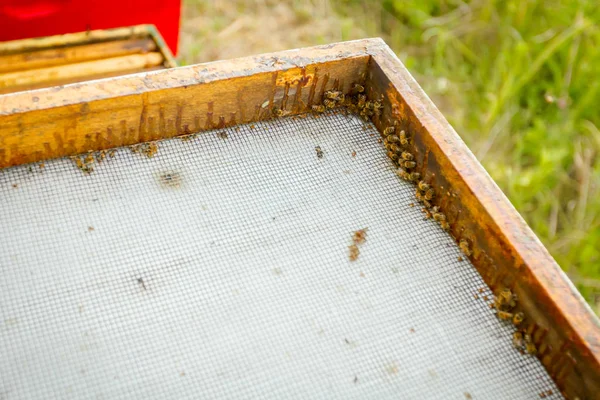 Bienenstockmütze mit Holzrahmen, der die Unterseite schiebt — Stockfoto