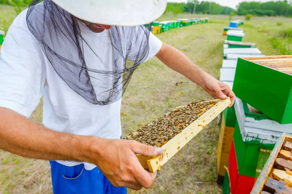 Apiariste, apiculteur tient les mains nues nid d'abeille avec des abeilles — Photo