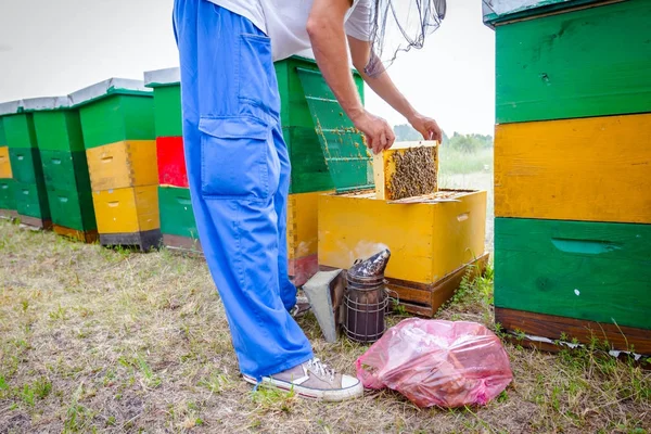Fumatore di apicoltori in uso all'apicoltura — Foto Stock