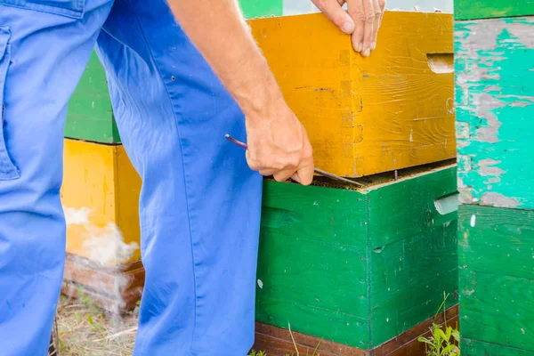 Апиарист, пчеловод проверяет пчёл на деревянной раме — стоковое фото