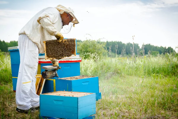 Apiariste, apiculteur vérifie les abeilles sur cadre en bois nid d'abeille — Photo