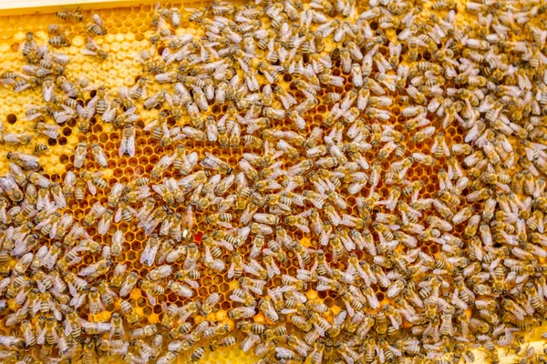 Bienen auf Wabe mit Holzrahmen, Nahaufnahme — Stockfoto