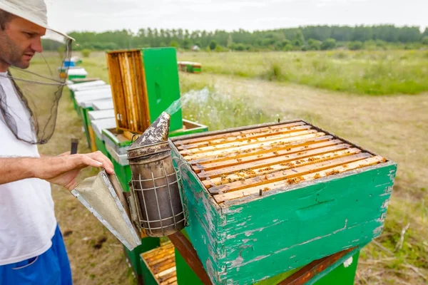 Apiarist, arıcı silâhsız arılar ile çalışma — Stok fotoğraf