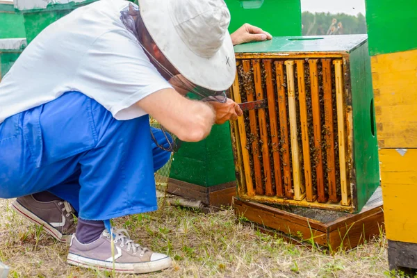 養蜂家は、養蜂家のミツバチの使用を捕まえる — ストック写真