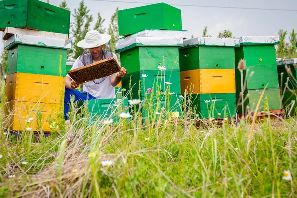 Apiariste, apiculteur vérifie les abeilles sur cadre en bois nid d'abeille — Photo