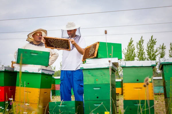 İki apiarists, arıcılar arılar petek ahşap üzerinde kontrol ediyor — Stok fotoğraf