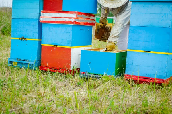 Apiarist, arıcı arılar petek ahşap çerçeve üzerinde kontrol ediyor — Stok fotoğraf