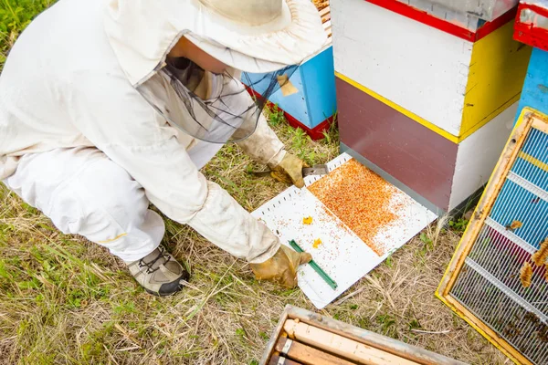 Imker controleert verzamelde kleurrijke bijenpollen op witte pla — Stockfoto