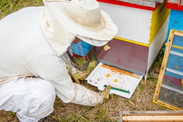 Arıcı toplanan renkli arı polen beyaz pla üzerinde kontrol ediyor — Stok fotoğraf