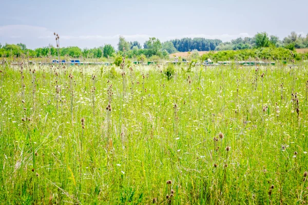 Yeşil manzara arı kovanı, arı kovanı, arı çiftliği sıra ile — Stok fotoğraf