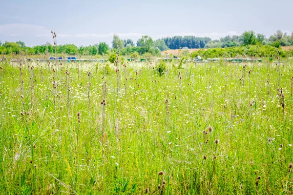 Paysage vert avec rangée d'ruches, rucher, ferme apicole — Photo