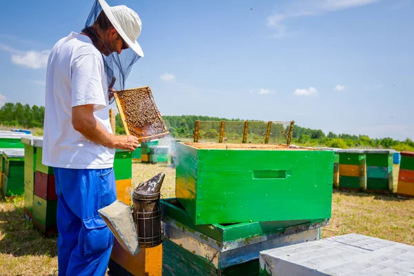 Апиарист, пчеловод проверяет пчёл на деревянной раме — стоковое фото