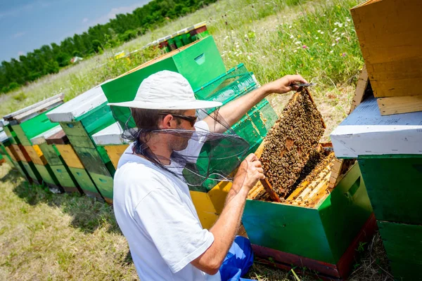 Apiarist, arıcı arılar petek ahşap çerçeve üzerinde kontrol ediyor — Stok fotoğraf