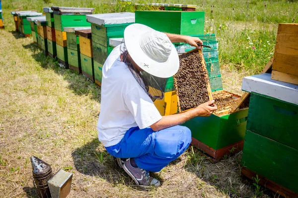 Apiarist, arıcı arılar petek ahşap çerçeve üzerinde kontrol ediyor — Stok fotoğraf