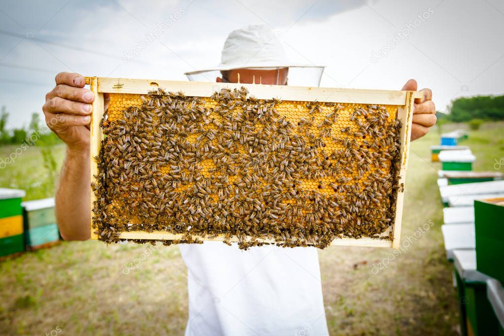Apiarist, beekeeper is holding barehanded honeycomb with bees 