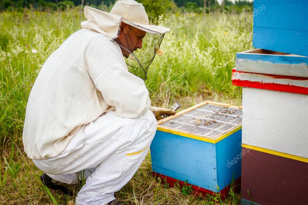 Apiarist, beekeeper working in apiary
