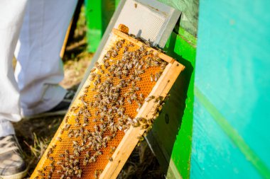 Arılar petek ile açık kovan dışında ahşap çerçeve üzerinde