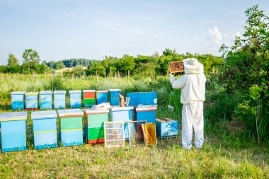 Apiarist, arıcı arılar petek ahşap çerçeve üzerinde kontrol ediyor