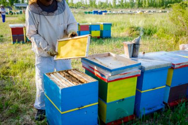 Apiarist, arıcı arılar petek ahşap çerçeve üzerinde kontrol ediyor