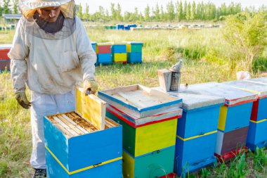 Apiarist, arıcı arılar petek ahşap çerçeve üzerinde kontrol ediyor