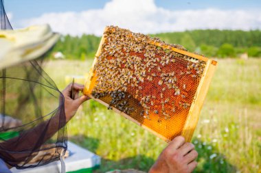 Apiarist, arıcı silâhsız petek arı ile düzenliyor 