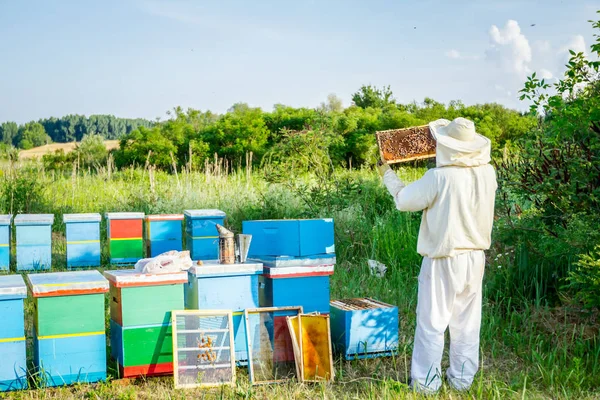 Apiarista, apicultor está comprobando abejas en marco de madera panal — Foto de Stock