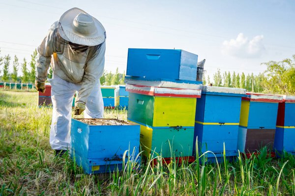 Apiarist, beekeeper working in apiary
