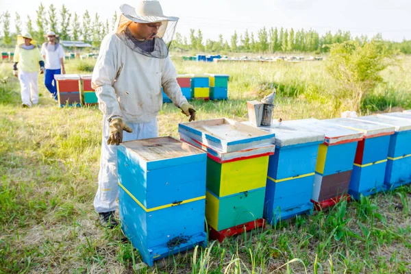 Pszczelarzy, praca w pasieki pszczelarz — Zdjęcie stockowe