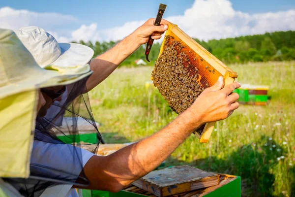 Apiarista, apicultor está segurando favo de mel descalço com abelhas — Fotografia de Stock