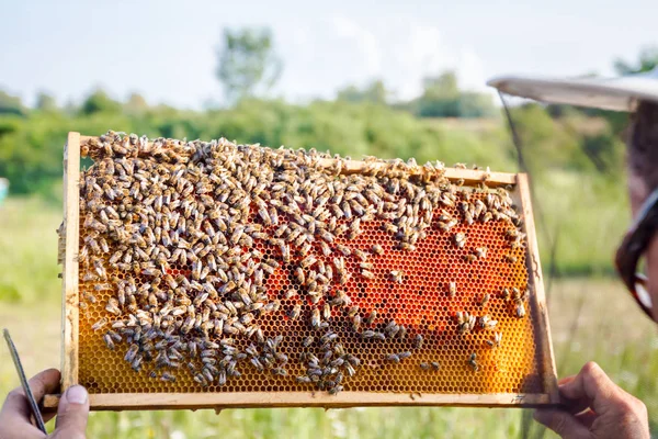 Apiarist, arıcı silâhsız petek arı ile düzenliyor — Stok fotoğraf