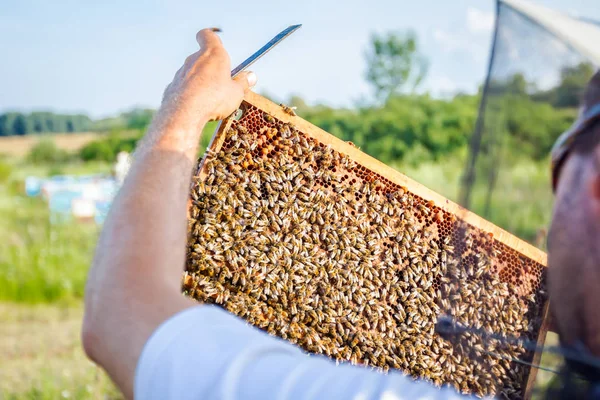 Apiarist, arıcı silâhsız petek arı ile düzenliyor — Stok fotoğraf