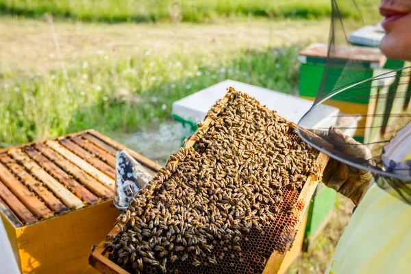 養蜂家、養蜂家は蜂にハニカムを保持しています。 — ストック写真