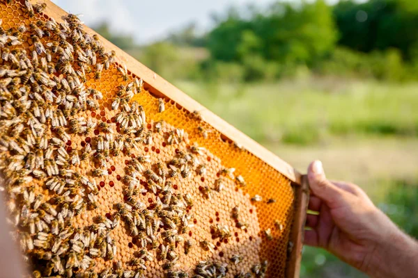 Bienen auf Wabe mit Holzrahmen, Nahaufnahme — Stockfoto