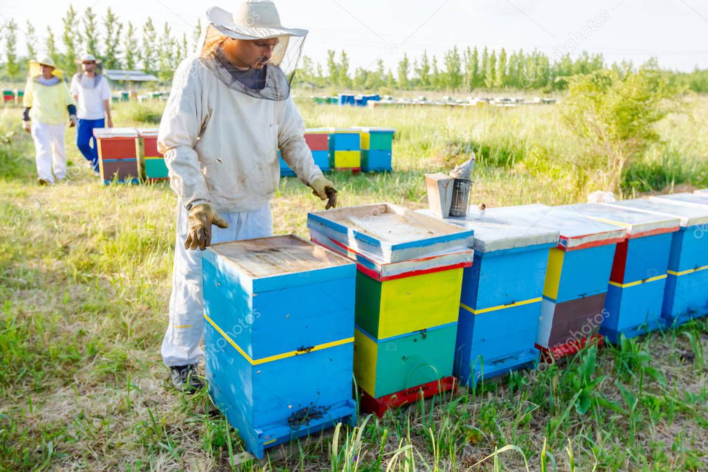 Apiarist, beekeeper working in apiary