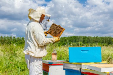 Apiarist, arıcı petek arı ile düzenliyor 