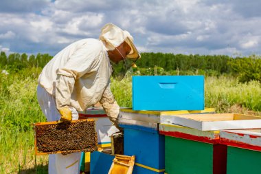 Apiarist, arıcı arılar petek ahşap çerçeve üzerinde kontrol ediyor