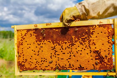 Tam Petek Bal ahşap çerçeve üzerinde kapalı, yakın çekim