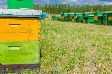 Arı kovanı mera, arı kovanı, arı çiftliği dizisi
