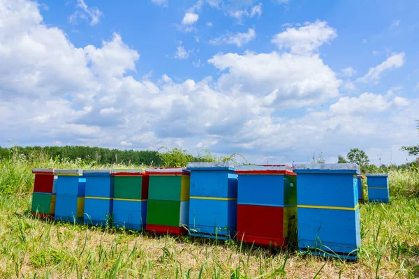 Σειρά των κυψελών στο βοσκότοπο, Μελισσοκομικά, μέλισσα αγρόκτημα — Φωτογραφία Αρχείου