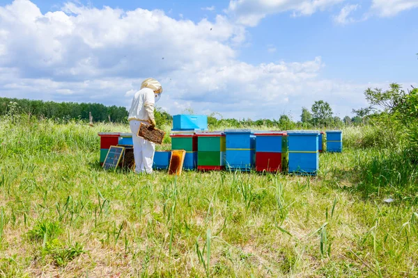 Apiarista, apicultor está comprobando abejas en marco de madera panal —  Fotos de Stock