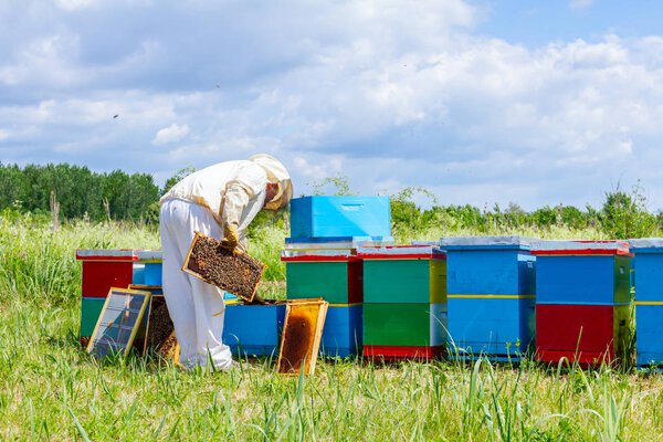 Apiarist, beekeeper is checking bees on honeycomb wooden frame