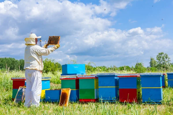 Apiarista, apicultor sostiene panal con abejas —  Fotos de Stock