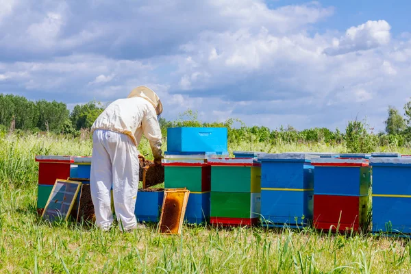 Pszczelarzy, pszczelarz jest sprawdzanie pszczoły na drewnianej ramie o strukturze plastra miodu — Zdjęcie stockowe