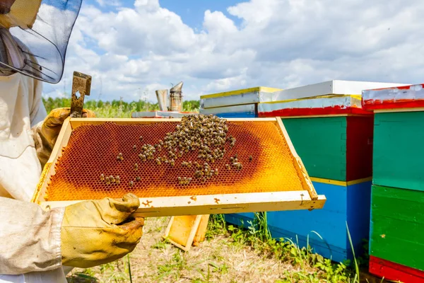 Abejas en panal con marco de madera, de cerca —  Fotos de Stock